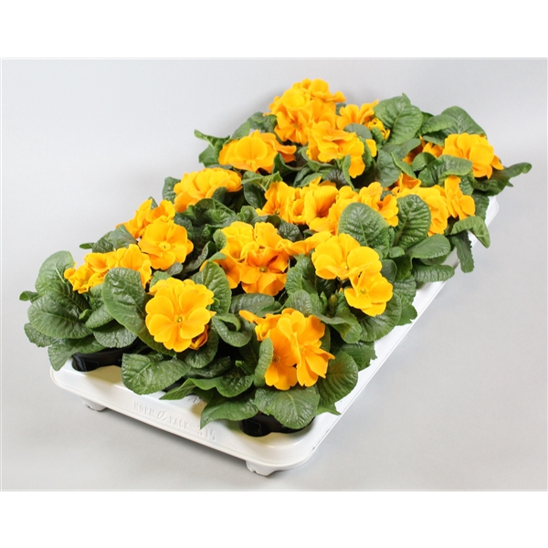 <h4>Primula ORANGE</h4>