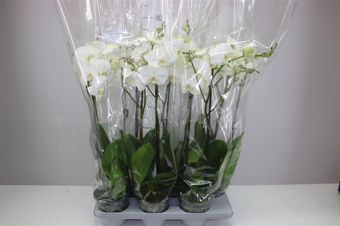 <h4>Phal King White 2 Tak Xl</h4>