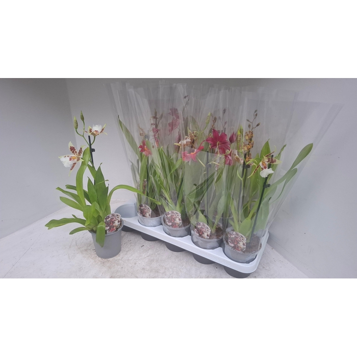 <h4>CAMBRIA GRP GEM</h4>