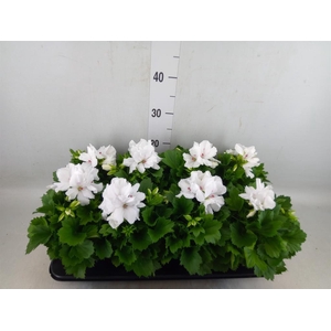 Pelargonium gran.   ..