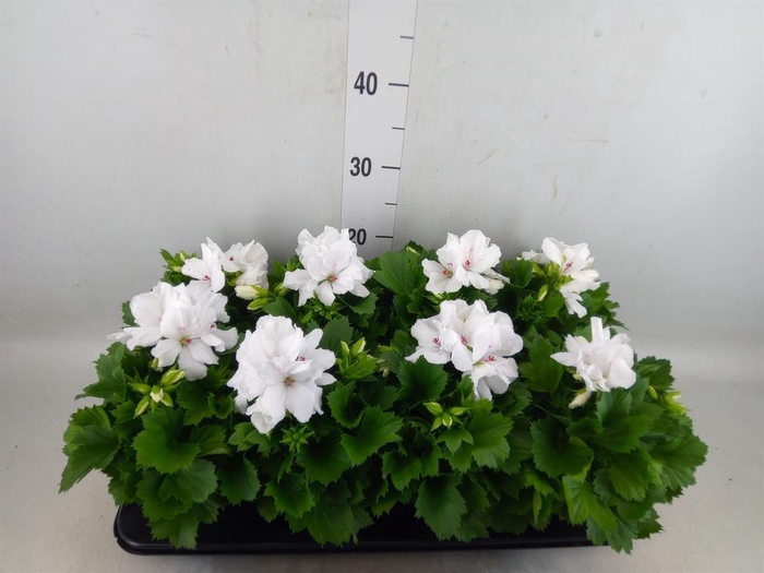 <h4>Pelargonium gran.   ..</h4>