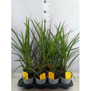 Cordyline indivisa 'Peko'