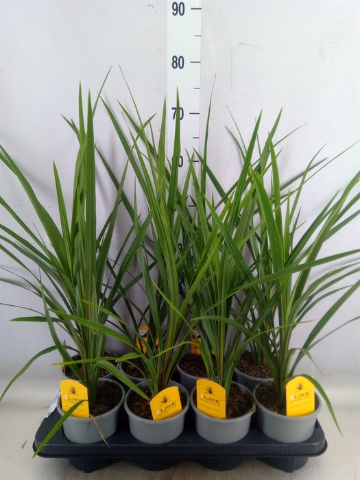 <h4>Cordyline indivisa 'Peko'</h4>