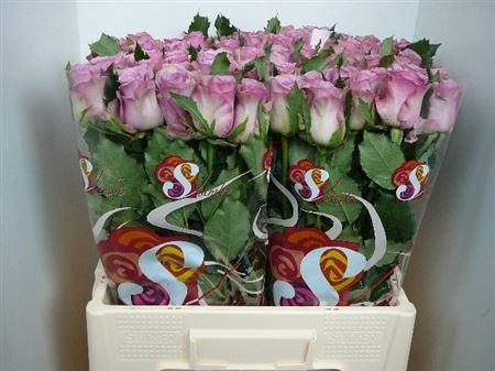 <h4>R Gr Nightingale!</h4>