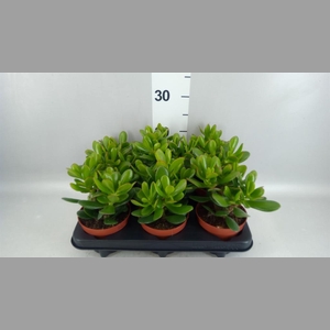 Crassula  'Magical Tree'