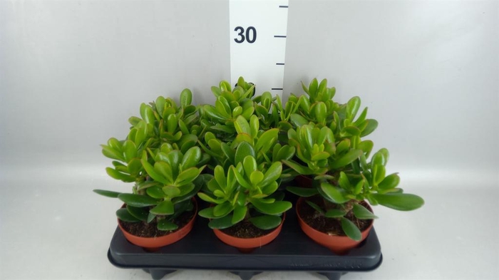 <h4>Crassula  'Magical Tree'</h4>