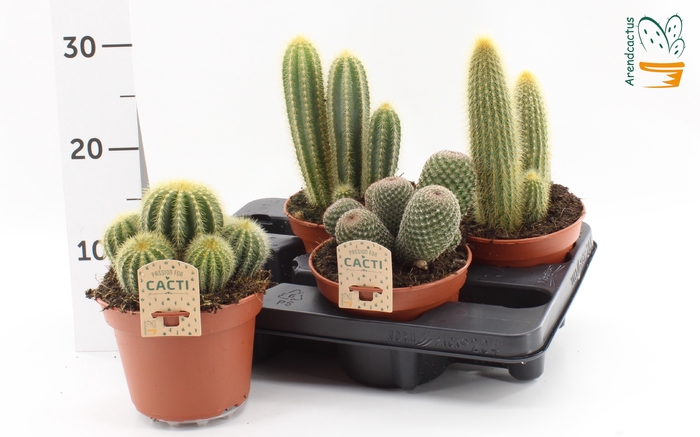 <h4>CACTUS GEM</h4>