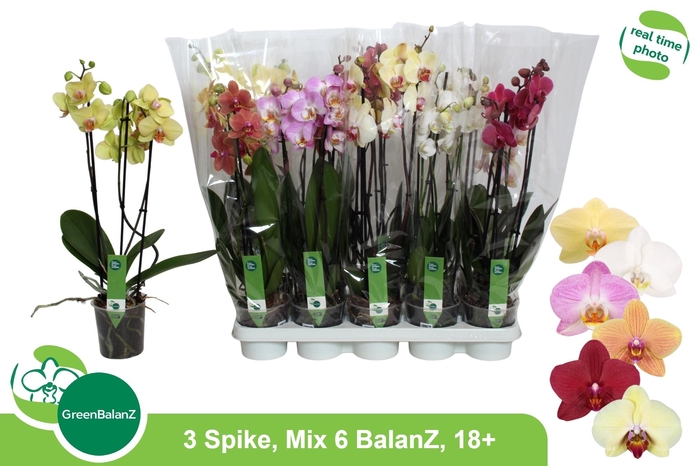 <h4>PHAL GEM 6 KL</h4>