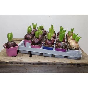 arr8 Hyacin Gem 4 Kl