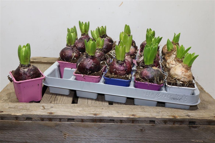 <h4>arr8 Hyacin Gem 4 Kl</h4>