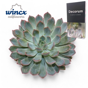 Echeveria Pink Edge Cutflower