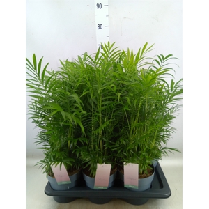 Chamaedorea elegans