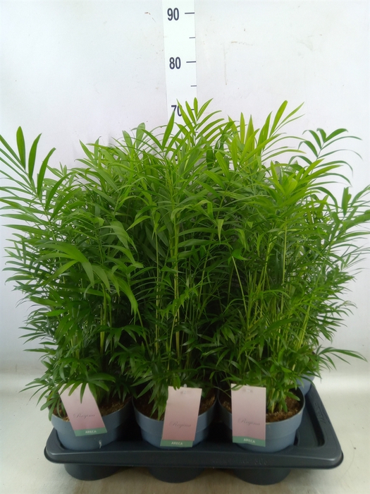 <h4>Chamaedorea elegans</h4>