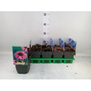 Echinacea purp.