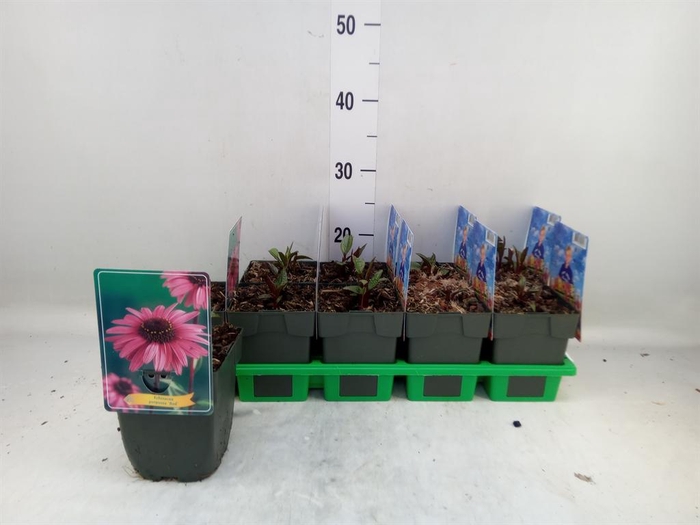 <h4>Echinacea purp.</h4>