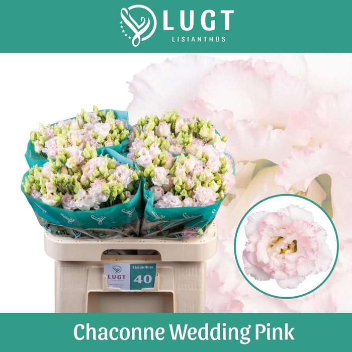 <h4>EUS G CHAC WED PINK</h4>