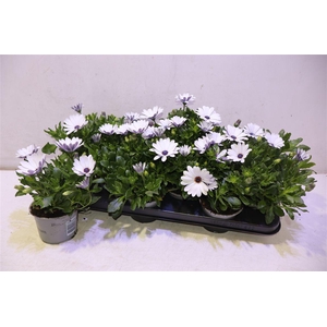 arr8 Osteo Fp White