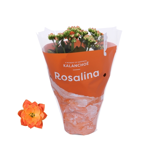 <h4>Kalanchoe Rosalina 12cm TST Don Pedro, Oranje hoes</h4>