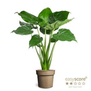 ALOCASIA CUCULLATA P24