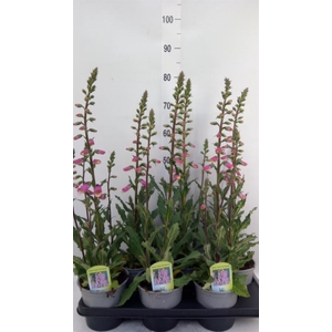 Digitalis   ...