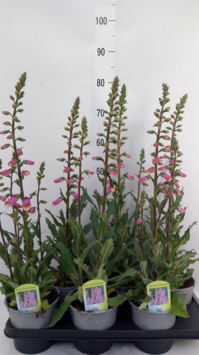 <h4>Digitalis   ...</h4>