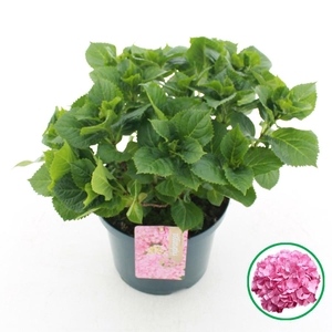 Hydrangea macr. Roze C5 (23cm.) Kn.