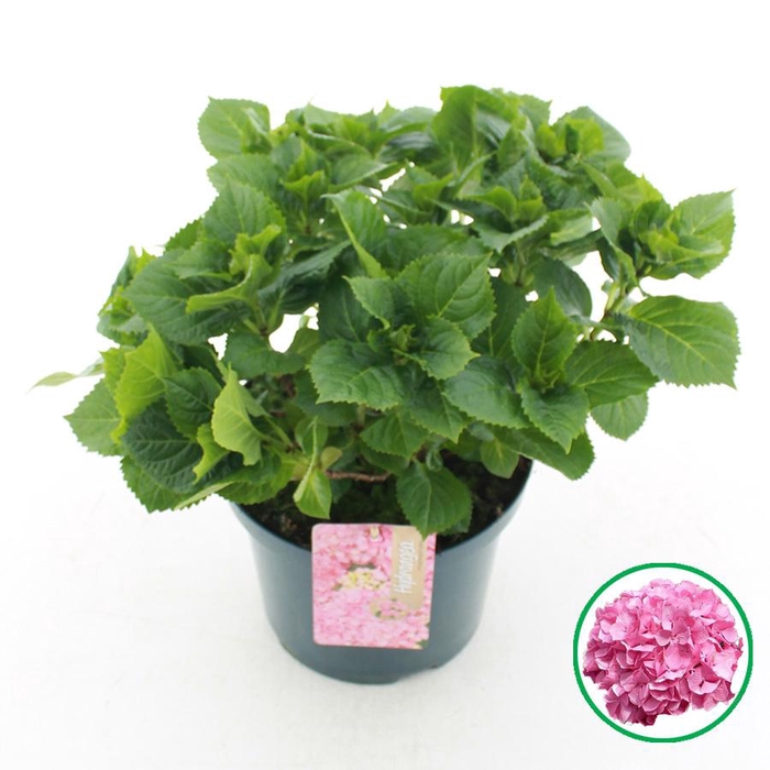 <h4>Hydrangea macr. Roze C5 (23cm.) Kn.</h4>