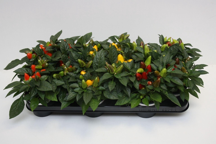 <h4>Capsicum annuum Samba</h4>