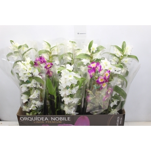 DENDROBIUM P12 PREMIUM