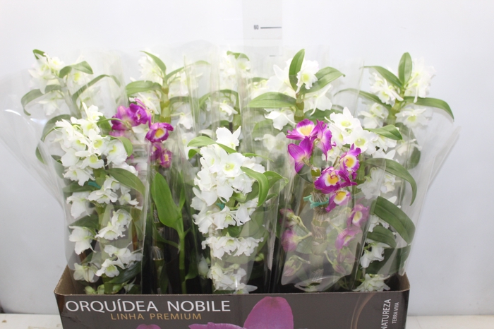 <h4>DENDROBIUM P12 PREMIUM</h4>