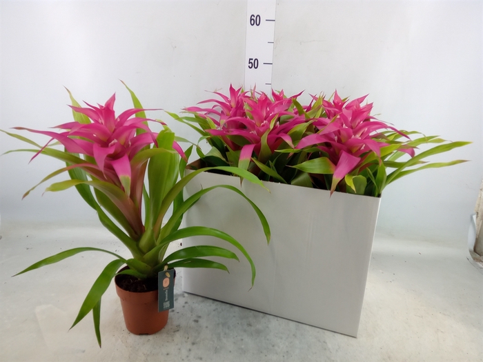 <h4>Guzmania  'Deseo Pink'</h4>