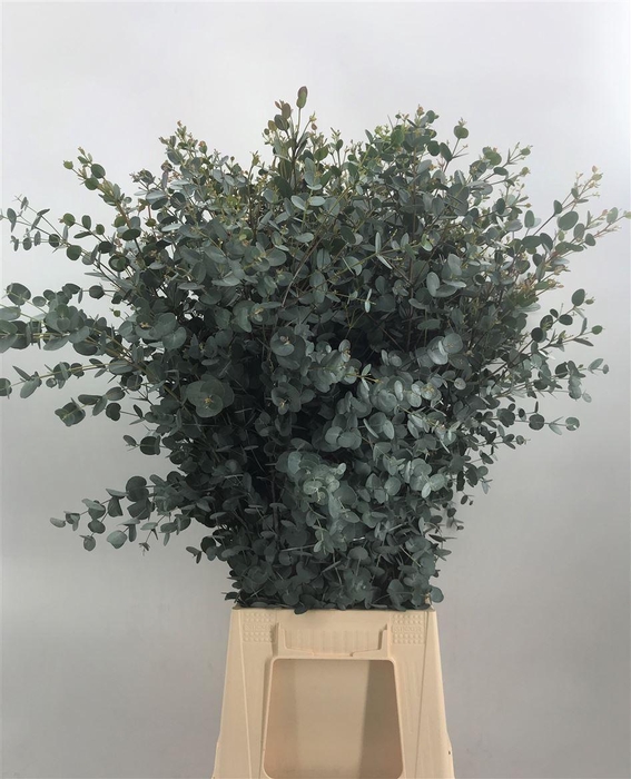 <h4>Euca Gunnii 300 Gram</h4>