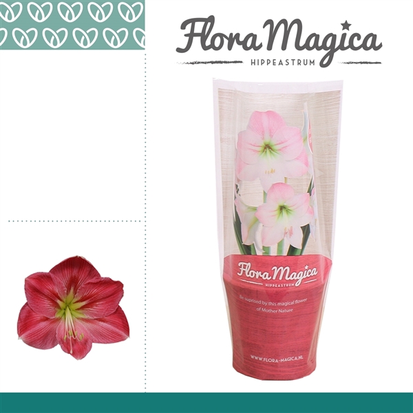 <h4>Hippeastrum Sweet Pink 1 knop FM Hoes</h4>