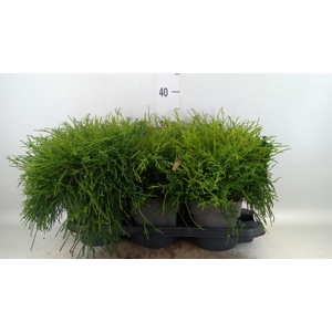 Chamaecyparis pis. 'Filifer Nana'