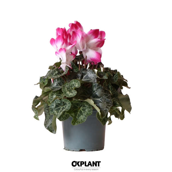 <h4>Cyclamen Indiaka fuchsia</h4>