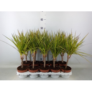 Dracaena marg. 'Sunray'