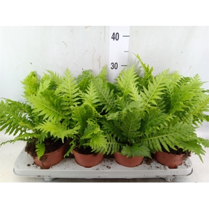 Blechnum gibbum 'Silver Lady'