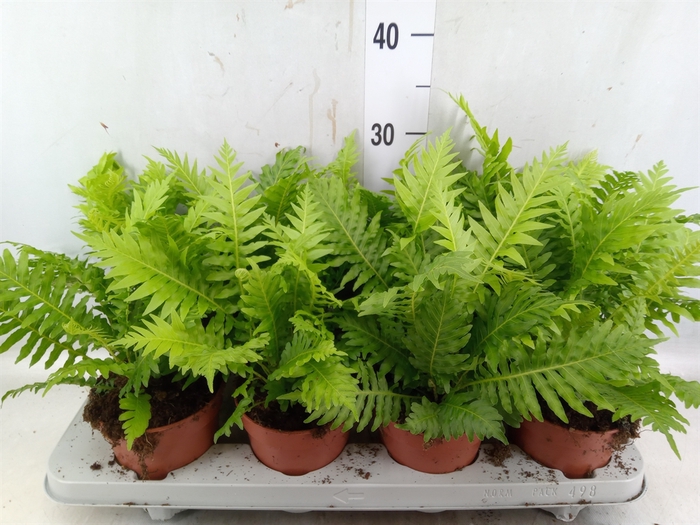 <h4>Blechnum gibbum 'Silver Lady'</h4>