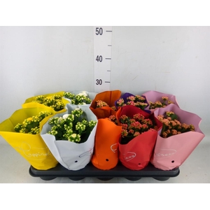 Kalanchoe blos. 'Perfecta'  ..mix 5