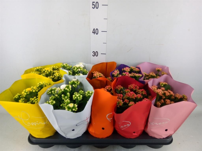 <h4>Kalanchoe blos. 'Perfecta'  ..mix 5</h4>