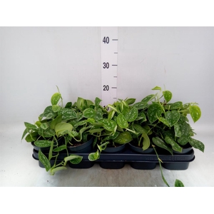 Scindapsus pictus 'Argyraeus'