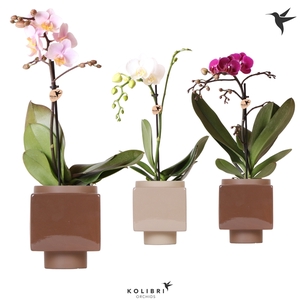 Kolibri Orchids Phalaenopsis Mix 1 spike in Cube Brown pot