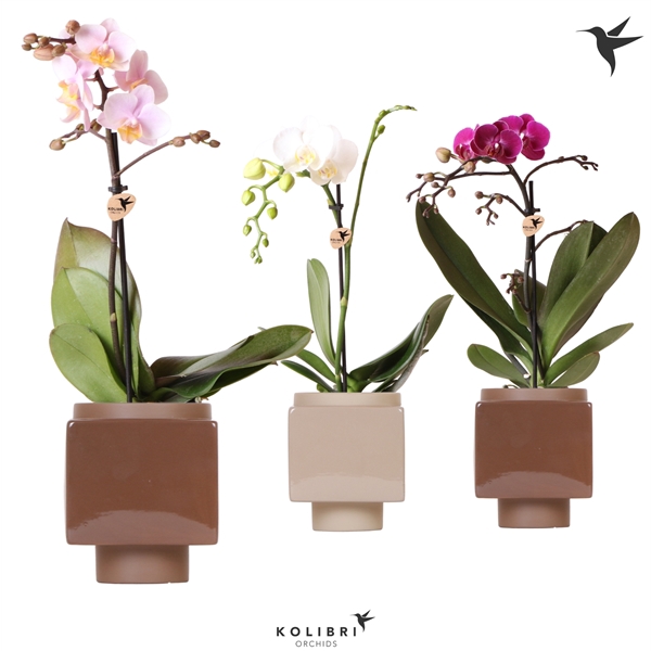 <h4>Kolibri Orchids Phalaenopsis Mix 1 spike in Cube Brown pot</h4>