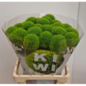Di Barb Kiwi Mellow