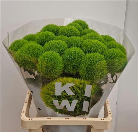 <h4>Di Barb Kiwi Mellow</h4>