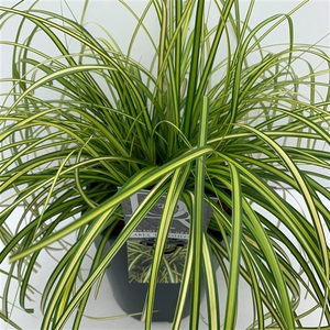 Carex 'Eversheen'