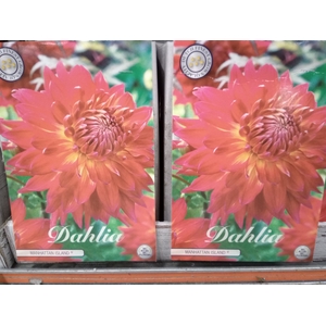 Dahlia   ...flowerbulbs