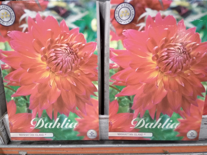 <h4>Dahlia   ...flowerbulbs</h4>