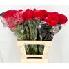 Celosia Cristata Bombay Red