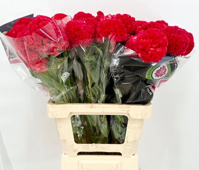 Celosia Cristata Red
